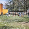 Cani da Caccia alla Scuola di Povoletto (UD)