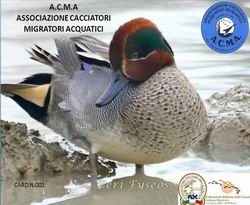Acma
