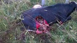 Mucca Lessina 01