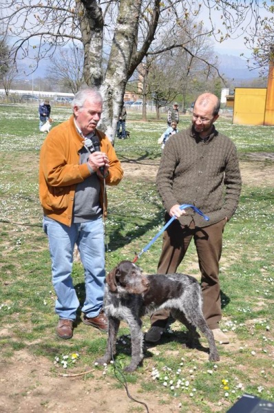 Cani da Caccia alla Scuola di Povoletto (UD)