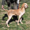 Cani da Caccia alla Scuola di Povoletto (UD)