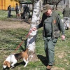 Cani da Caccia alla Scuola di Povoletto (UD)