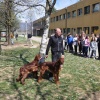 Cani da Caccia alla Scuola di Povoletto (UD)